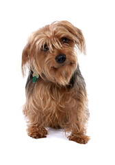 Yorkshire Terrier 3