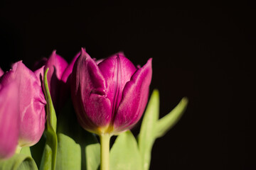 Tulips on black