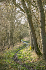 Fototapeta na wymiar Woodland trail, footpath through forest in winter, UK