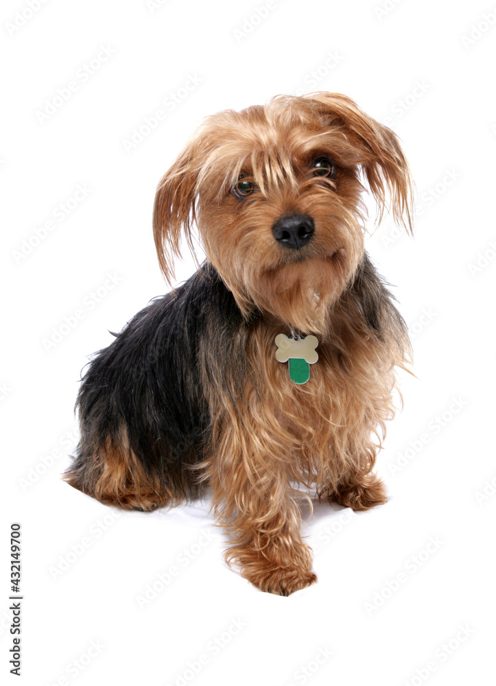 Canvas Prints yorkshire terrier 8