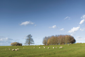 Fototapeta premium UK agriculture. Farm with sheep in a field and blue sky