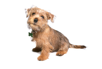 Yorkshire Terrier Puppy 10