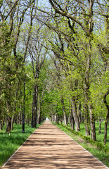 Fototapeta premium Avenue of Trees, Tree through Park in Spring
