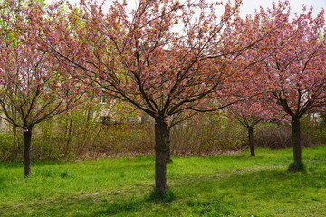 Kirschblüte am Berliner Mauerweg in Teltow bei Sonnenschein