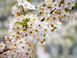 Blooming cherry plum in the garden.