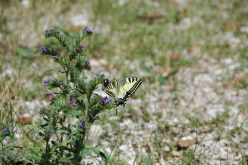 dovetail; Papilio machaon