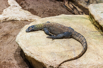 Lizard monitor lizard lies on a stone
