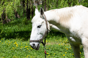 The Head of a sad white horse against a background of spring park