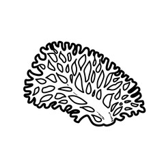 Fan-shaped coral coloring book linear drawing isolated on white background