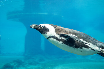 Penguin on a blue background of water in a close-up