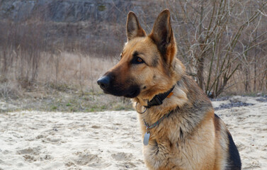 German shepherd dog sits on the sandy beach of the lake in early spring. Walking with your pet.