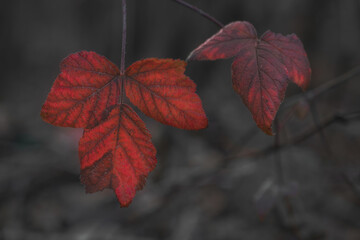 macro photograph of two red sheets