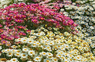 Multicolored  Daisies bloom in the morning in the garden