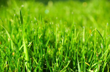 Green grass, close-up. Natural background. Green, juicy grass with dew drops in the rays of the bright sun, blurred background.