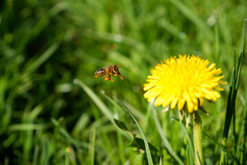 Fly bee. Bright yellow spring dandelions bloom on the lawn. Juicy green grass, yellow wildflowers. Bright sunlight. Blurred background. Copy space.