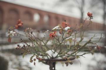 photo of red roses in the garden under the snow. Natural background. Flowers background. Beautiful neutral colors.