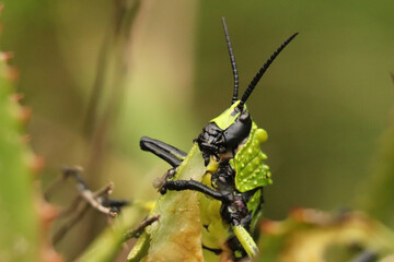 Green Milkweed Locust