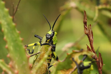 Green Milkweed Locust