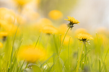 Beautiful yellow dandelions on a spring field. Summer nature background