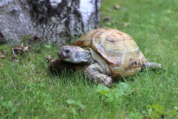 A steppe  Asian tortoise on the green grass: Testudo horsfieldii