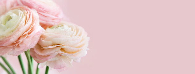 Beautiful bouquet of pink ranunculus. Buttercup flower petals close-up. Soft focus. Greeting card for Women's Day. Banner, mock up.	