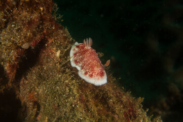 Fototapeta na wymiar Red and white Reticulated Chromodoris (Chromodoris reticulata), a sea slug, a dorid nudibranch near Anilao, Batangas, Philippines. Underwater photography and travel.