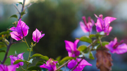 Fototapeta na wymiar Macro de pétales de fleurs roses, suspendues à un balcon