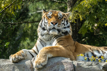 The tiger is the largest living cat species and a member of the genus Panthera. 