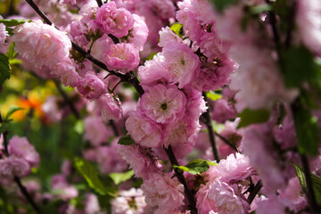 Beautiful pink three-lobed almond. Blossom of almond. Many flowers on a branch
