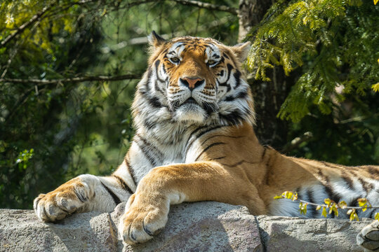 The tiger is the largest living cat species and a member of the genus Panthera. On the photo, the tiger at the zoo Zurich, Switzerland