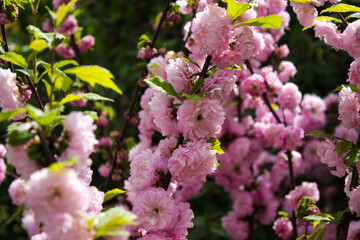 Beautiful pink three-lobed almond. Blossom of almond. Many flowers on a branch