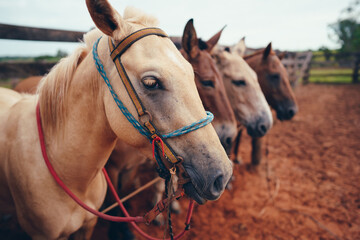 portrait of a horse