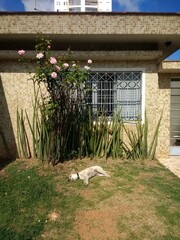 Banho de sol