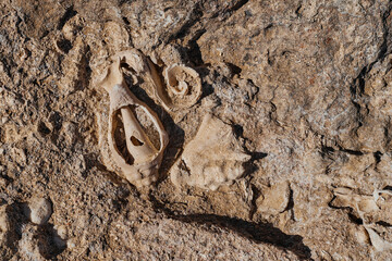 petrified shell in stone on the shores of the red sea