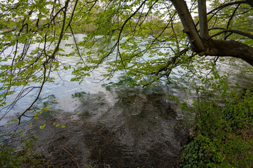 Branche d'arbre couverte de feuilles se reflechissant à la surface d'un lac dans le Parc de la tête d'Or