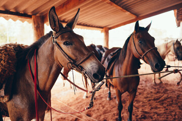 two horses on a farm