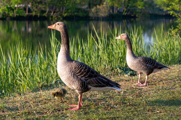 Couple d'oies avec un jeune poussin