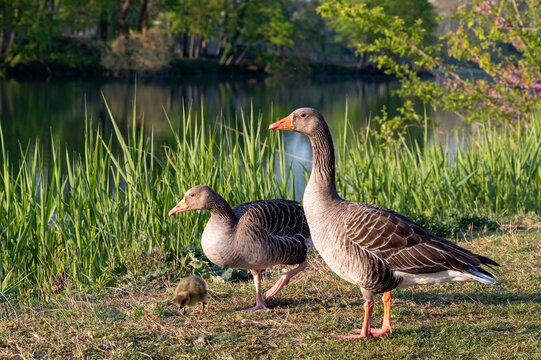 Couple d'oies avec un jeune poussin