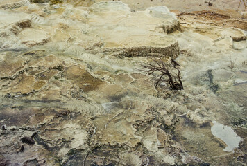 Geyser, Mammoth Hot Springs, Parc national du Yellowstone, Etats Unis, USA