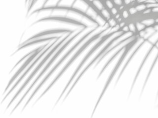 Abstract background with shadow of tropical palm leaves. Creative minimal summer travel concept with shadow palm tree leaf. Blurred background. Banner Hello summer. Mock up