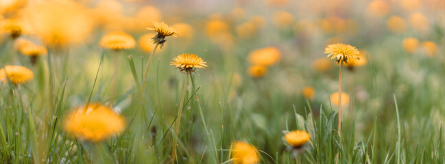 Spring green field with yellow dandelions on a sunny day. Romantic landscape panorama, copy space.