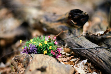 spring forest flowers in yellow, pink and purple colors lie on a tree in the forest with a blurred background