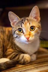 Fototapeta na wymiar Tricolor kitten