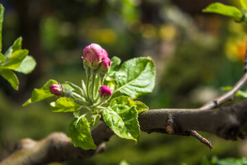 Flowering of apple trees. pink buds on a branch. blossom