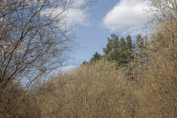 Forest landscape with bare trees and bushes with buds. Early spring.