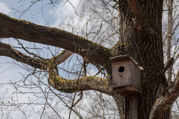 Birdhouse on a bare oak branch close up. Early spring.