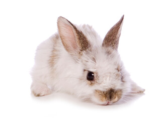 single 4 week old baby rabbit studio cutout