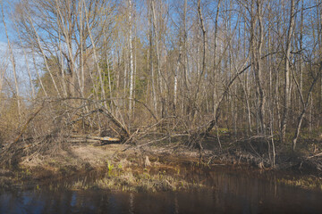 Forest river in a mixed forest in early spring. Dark water of a peat forest river.