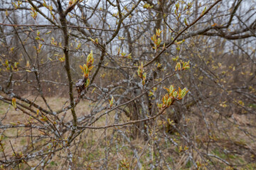 Opening buds with new leaves on a bare branches of a bush in early spring.
