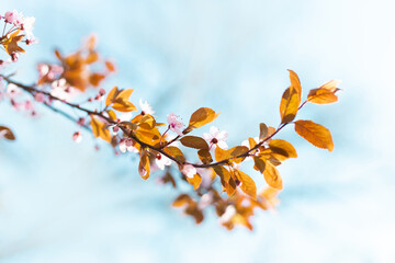 Beautiful floral spring abstract nature background with blooming tree branches in sunlight. Copy space for text. Horizontal banner. Soft selective focus